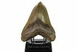 Giant, Fossil Megalodon Tooth - South Carolina #159733-2